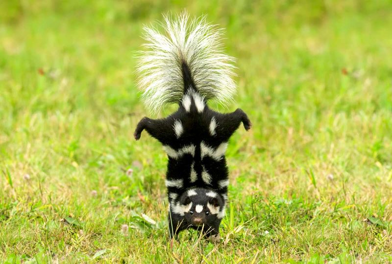 Grub Problems and Skunk Signs Keep Appearing Together