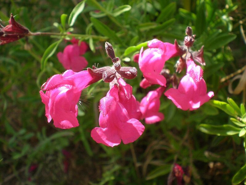 Autumn Sage