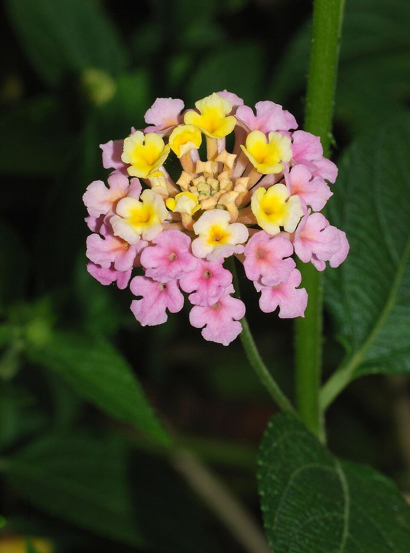 Lantana