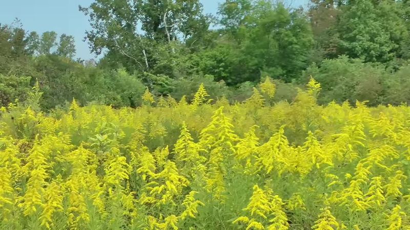 Goldenrod