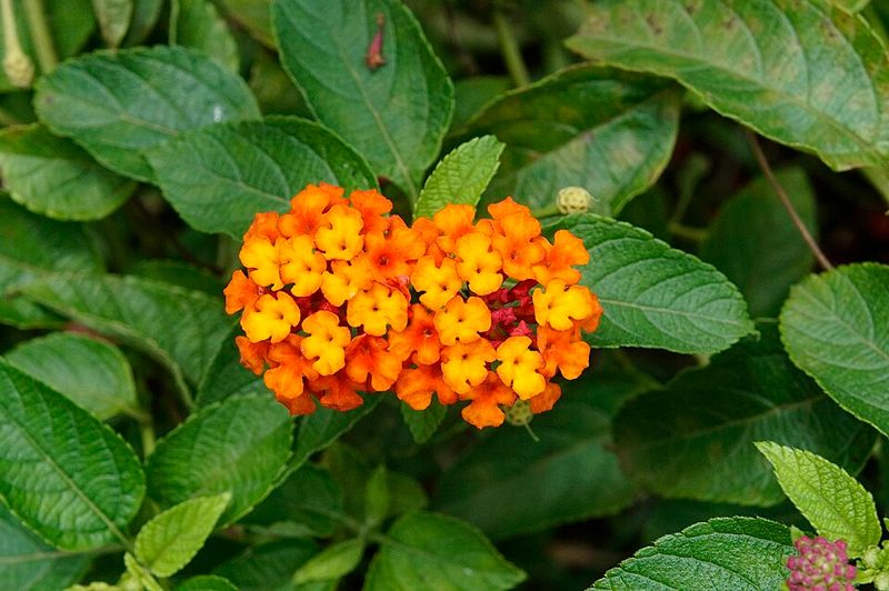 Lantana