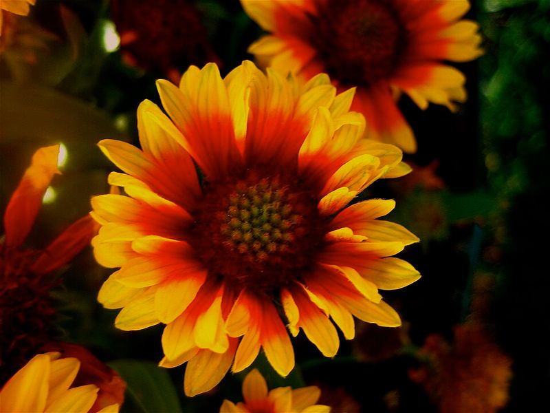 Blanket Flower