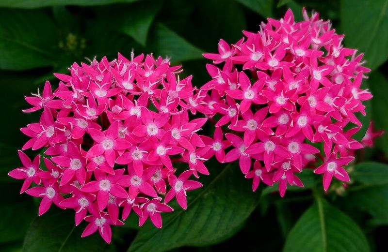 Pentas