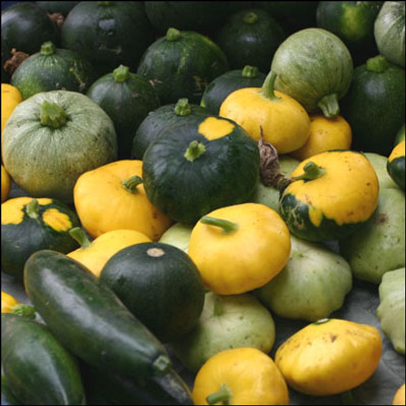 Summer Squash