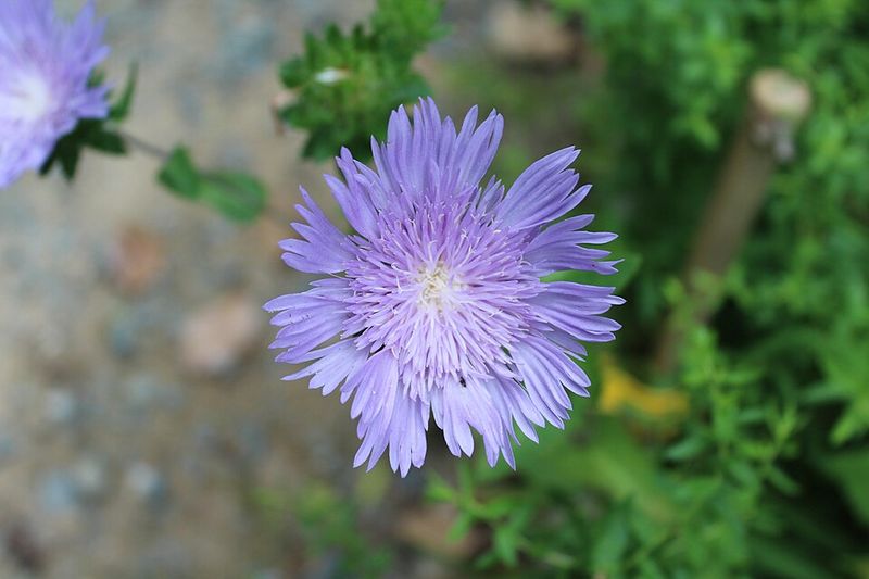 Stokes' Aster