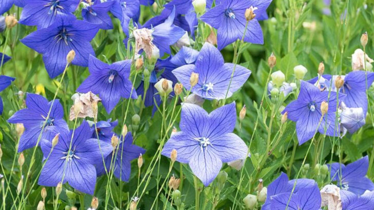 10 Blue Perennials That Love Georgia Sunshine And Humid Conditions