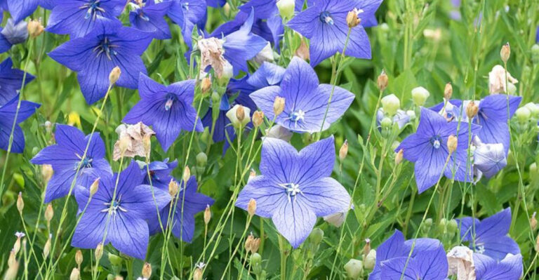 10 Blue Perennials That Love Georgia Sunshine And Humid Conditions