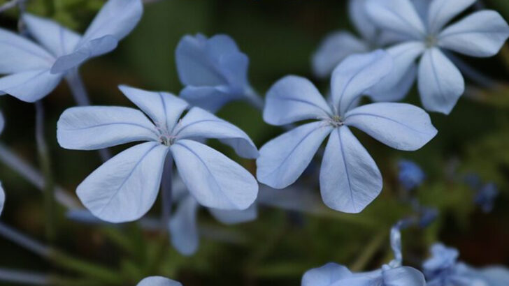 10 Blue Perennials That Survive Florida Rainy Seasons And Heat Waves
