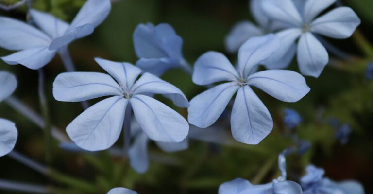 10 Blue Perennials That Survive Florida Rainy Seasons And Heat Waves