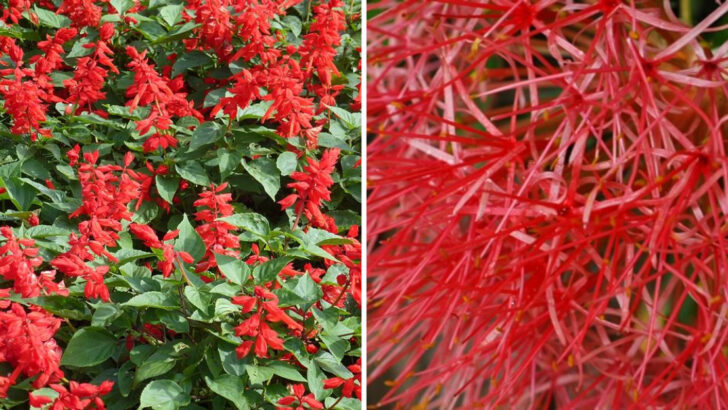 10 Bright Red Perennials Thriving In Florida Heat And Humidity All Year