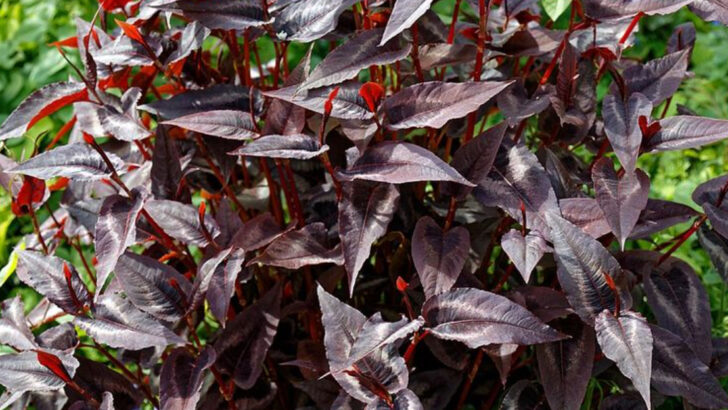 10 Burgundy Perennials Making Ohio Flower Beds Look More Dramatic