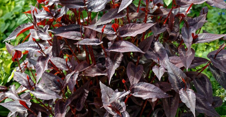 10 Burgundy Perennials Making Ohio Flower Beds Look More Dramatic