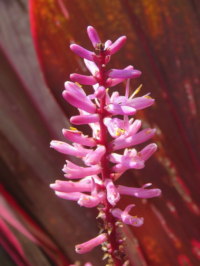Ti Plant