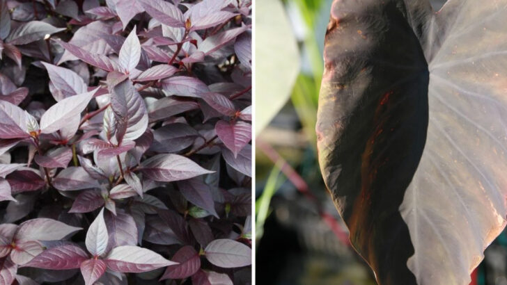 10 Burgundy Perennials That Add Depth To Florida Tropical Planting Styles