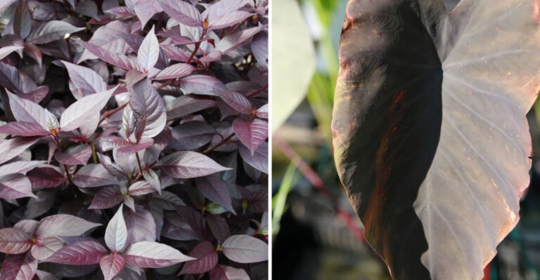 10 Burgundy Perennials That Add Depth To Florida Tropical Planting Styles