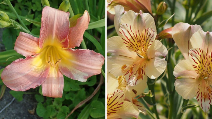 10 Coral Perennials That Add Tropical Energy To Georgia Backyard Beds