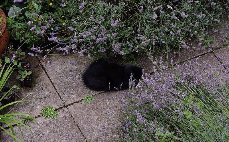 English Lavender