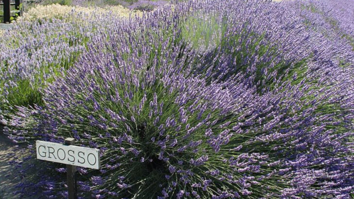 10 Lavender Perennials Bringing A Romantic Feel To Pennsylvania Outdoor Spaces