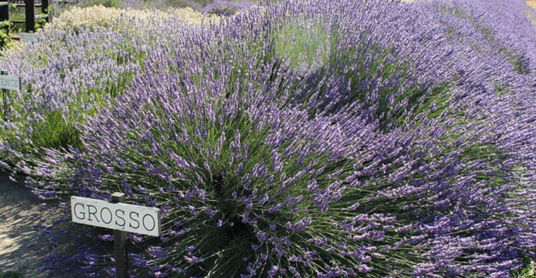 10 Lavender Perennials Bringing A Romantic Feel To Pennsylvania Outdoor Spaces