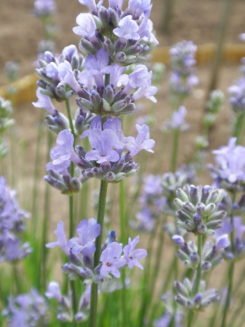 Munstead Lavender