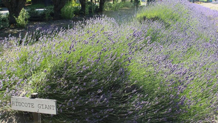 10 Lavender Perennials That Define Cottage Gardens Across North Carolina
