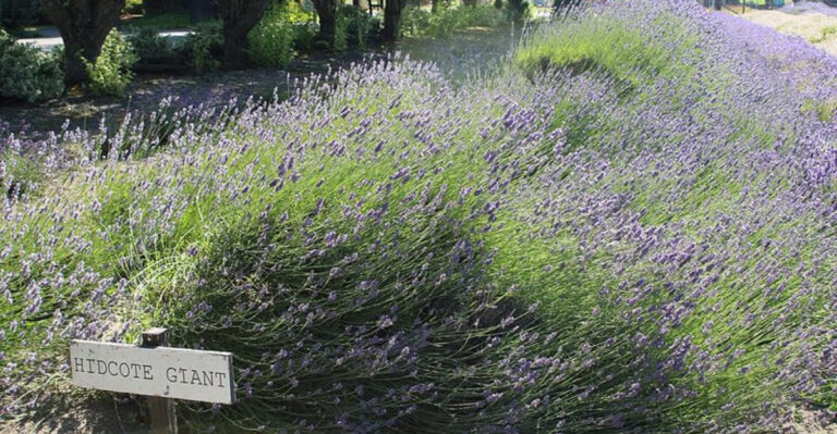 10 Lavender Perennials That Define Cottage Gardens Across North Carolina