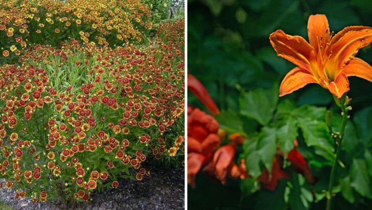 10 Orange Perennials Massachusetts Homeowners Use For Warm Garden Accents