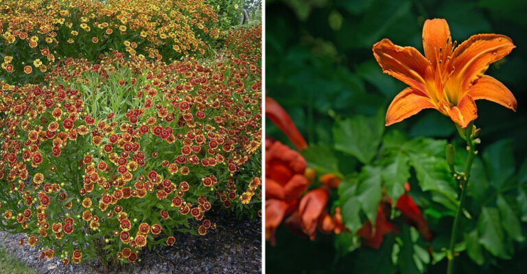 10 Orange Perennials Massachusetts Homeowners Use For Warm Garden Accents
