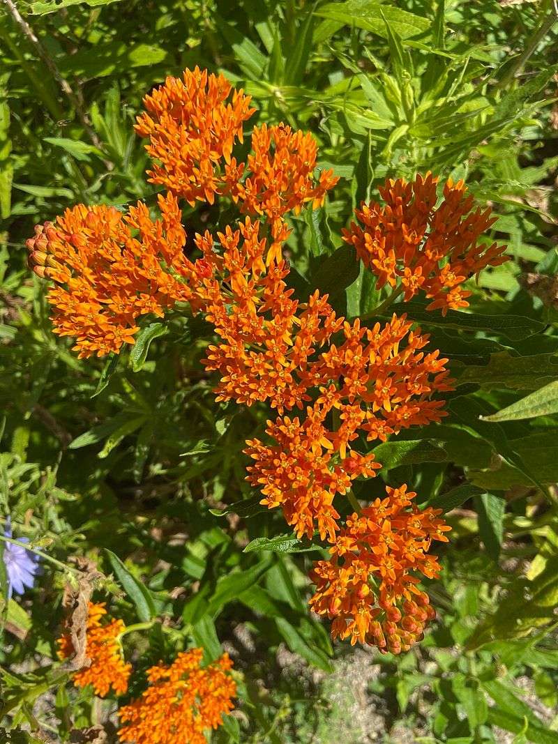 Butterfly Weed
