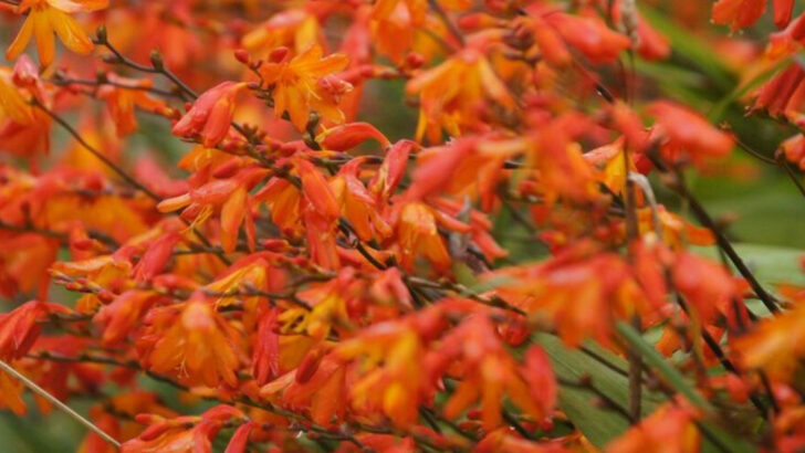 10 Orange Perennials North Carolina Gardeners Plant For Long Seasonal Blooms
