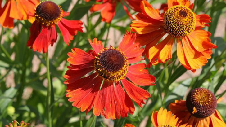 10 Orange Perennials Pennsylvania Growers Swear By For Bold Summer Impact
