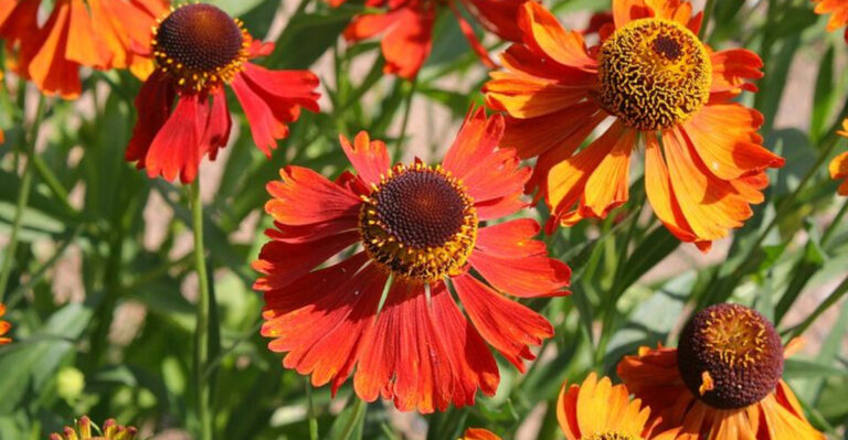 10 Orange Perennials Pennsylvania Growers Swear By For Bold Summer Impact