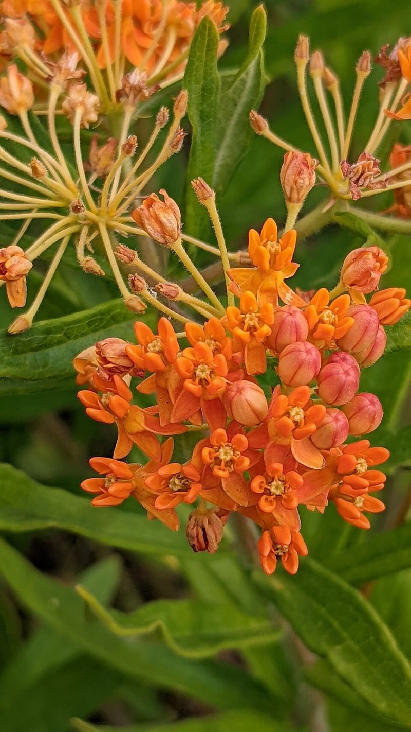 Butterfly Weed