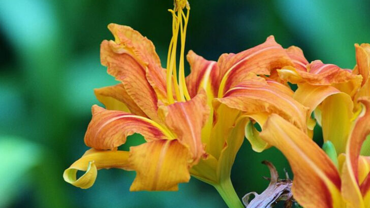 10 Orange Perennials That Survive Ohio Heat And Still Bloom Strong