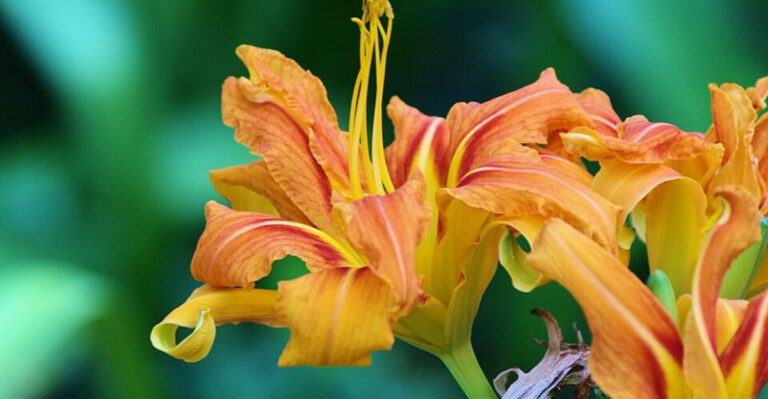 10 Orange Perennials That Survive Ohio Heat And Still Bloom Strong