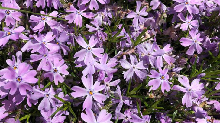 10 Purple Perennials North Carolina Gardeners Use For Mountain To Coast Color