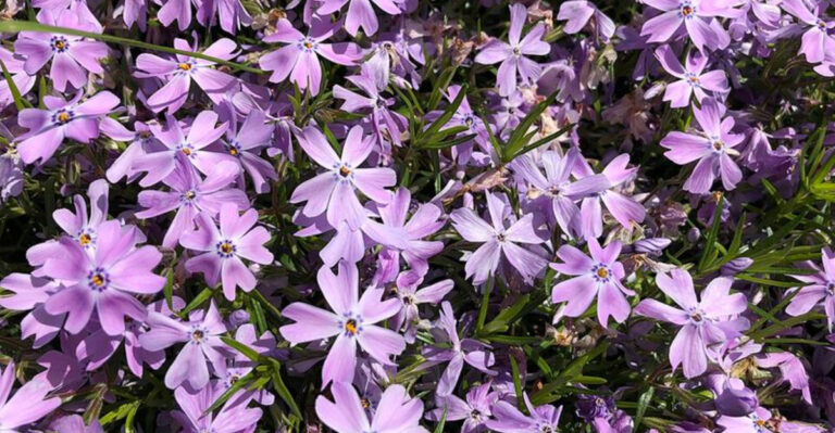 10 Purple Perennials North Carolina Gardeners Use For Mountain To Coast Color