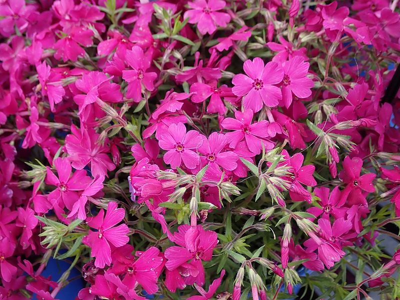 Creeping Phlox