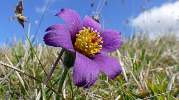10 Purple Perennials Transforming Pennsylvania Spring Gardens Into Vibrant Landscapes