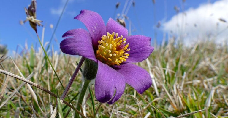 10 Purple Perennials Transforming Pennsylvania Spring Gardens Into Vibrant Landscapes