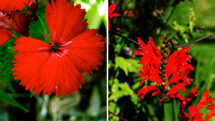 10 Red Perennials Georgia Gardeners Plant For Bold Front Yard Impact