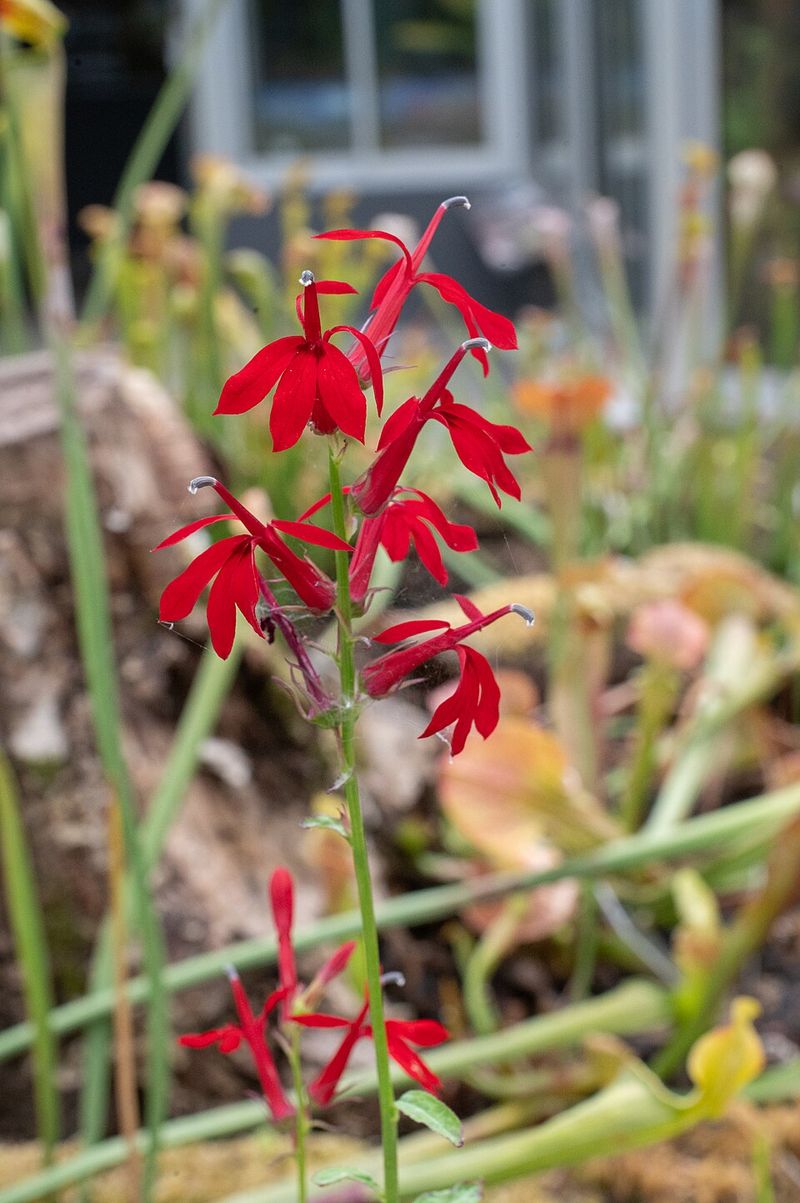 Cardinal Flower