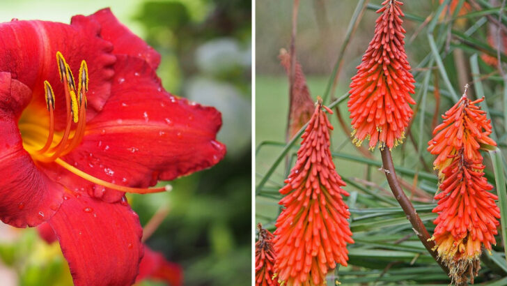 10 Red Perennials Ohio Gardeners Rely On For Long-Lasting Summer Color