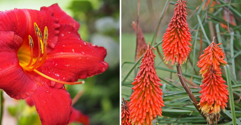 10 Red Perennials Ohio Gardeners Rely On For Long-Lasting Summer Color