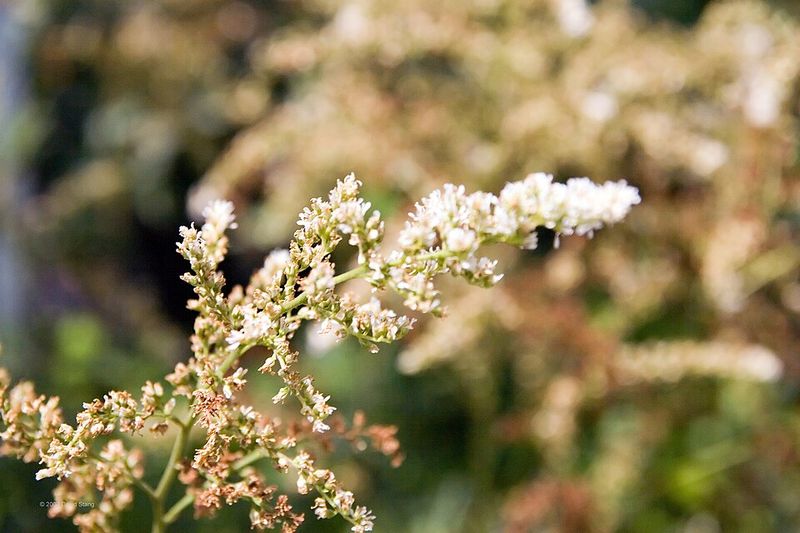 Astilbe 'Bridal Veil'