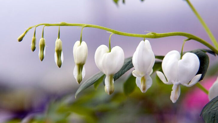 10 White Perennials Brightening Shady Ohio Backyard Garden Spaces
