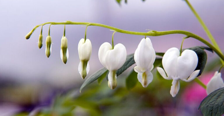 10 White Perennials Brightening Shady Ohio Backyard Garden Spaces