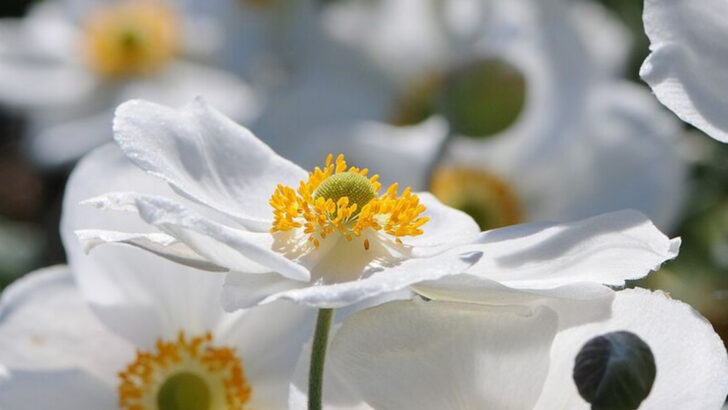 10 White Perennials Shaping Elegant Massachusetts Coastal Garden Designs