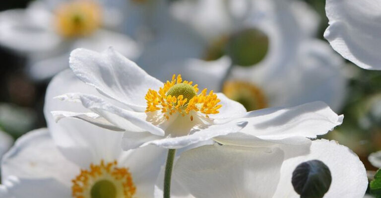 10 White Perennials Shaping Elegant Massachusetts Coastal Garden Designs