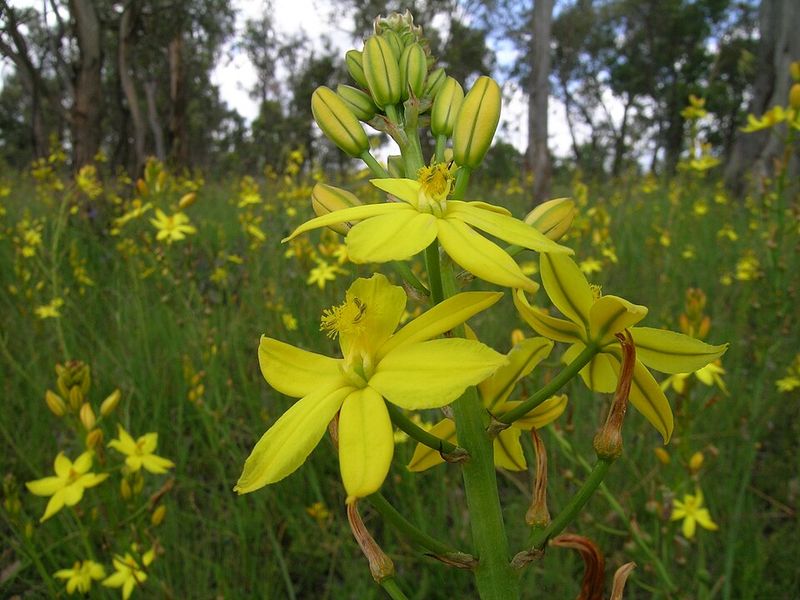 Bulbine